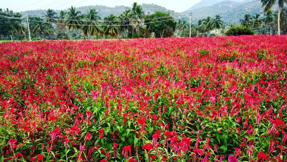 Photo of Thoppaiyaru Dam, K. Thoppur R.F., Tamil Nadu, India by majaz rahil khan