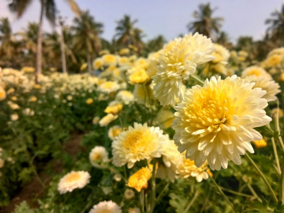 Photo of Thoppur, Tamil Nadu, India by majaz rahil khan