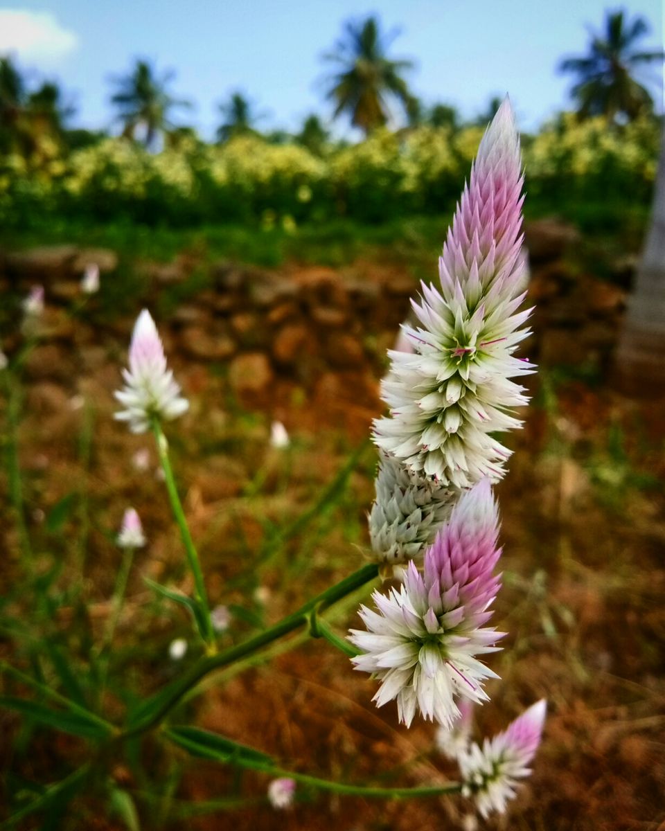 Photo of Thoppur, Tamil Nadu, India by majaz rahil khan