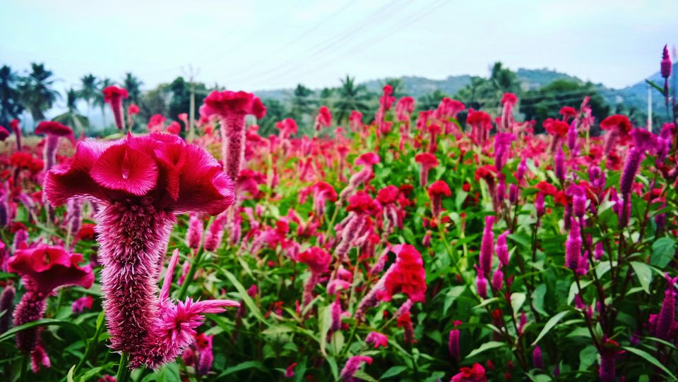 Photo of Thoppur, Tamil Nadu, India by majaz rahil khan