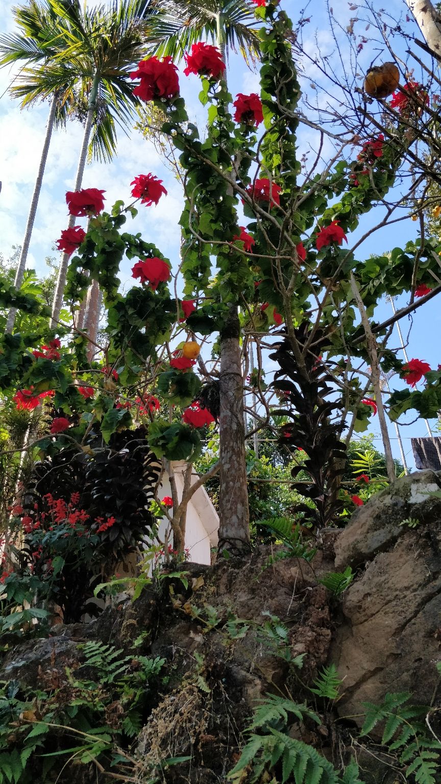 Photo of Sohra, Meghalaya, India by Naveen Raman
