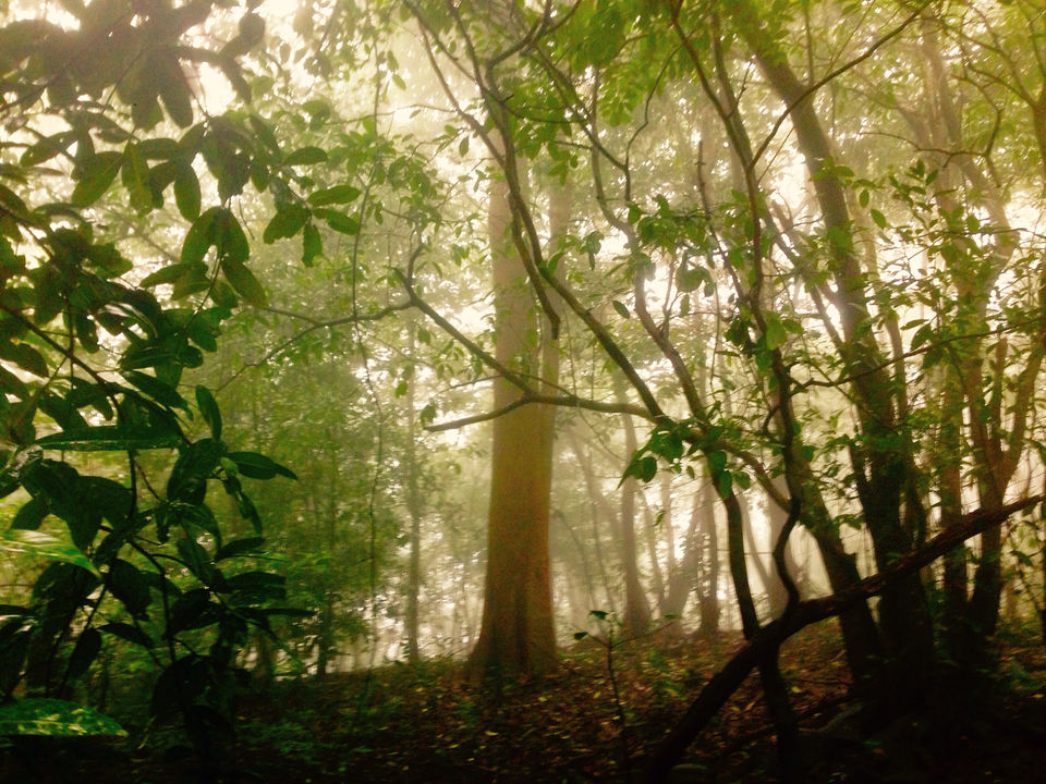 Photo of Andharban An Exotic Journey Into The Forest !! by Kirti Pawar