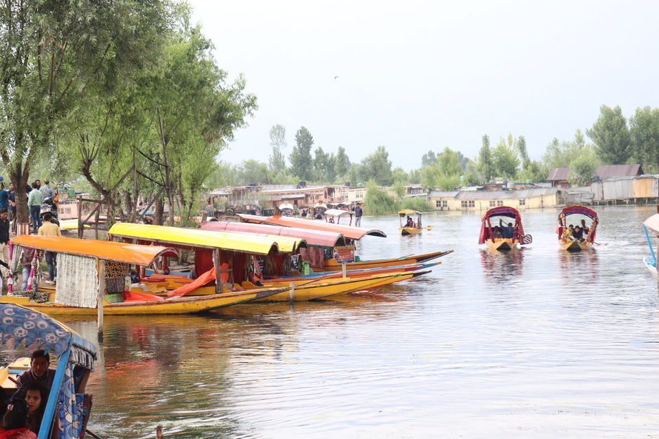 Photo of Shikara Ride On Dal Lake- Most Mesmerizing Experience Ever! 1/1 by Surbhi Munat