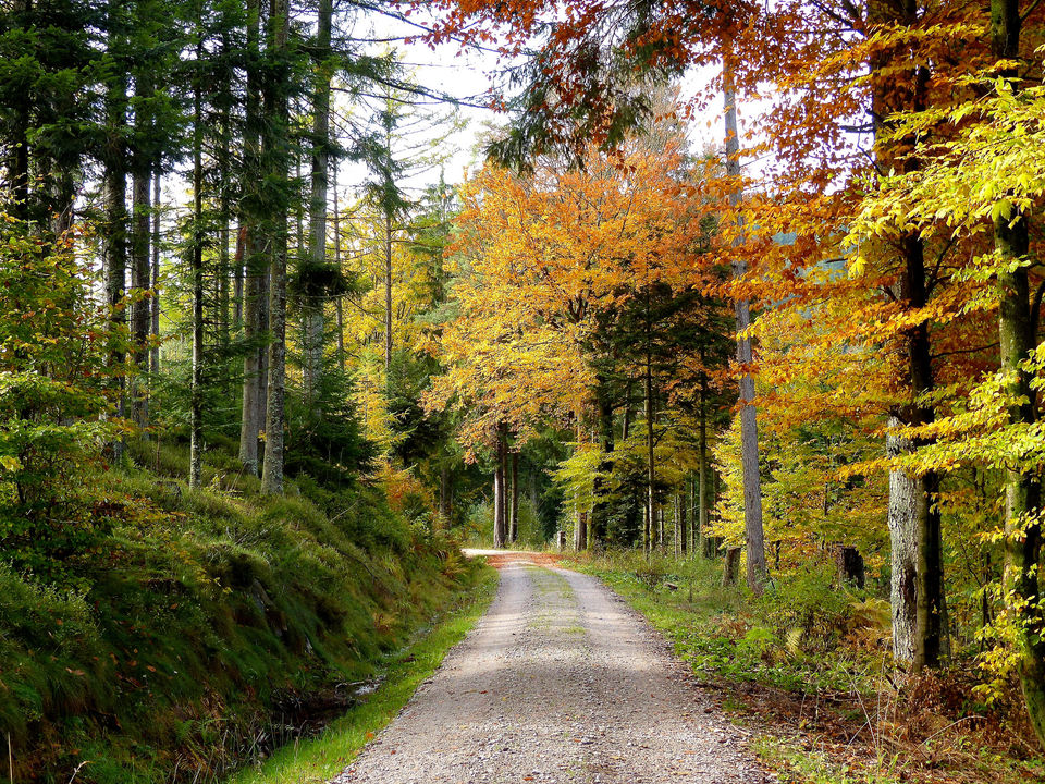Photo of Black Forest, Todtnau, Germany by Sumedha Bharpilania
