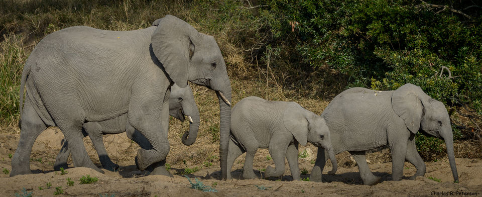 Photo of The Indian Traveller's Ultimate Guide To South Africa (Wildlife Edition) 1/1 by Sumedha Bharpilania