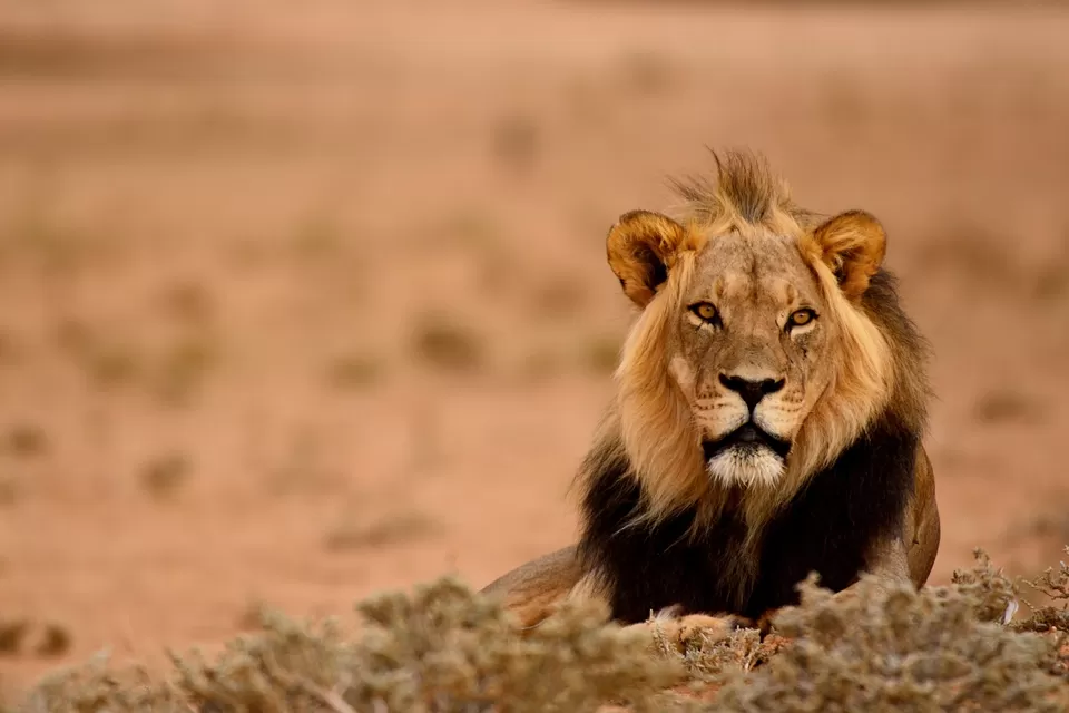 Photo of Kgalagadi Transfrontier Park, South Africa by Sumedha Bharpilania