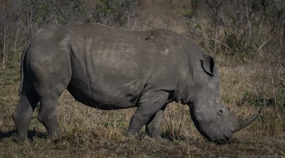 Photo of Kruger National Park, South Africa by Sumedha Bharpilania