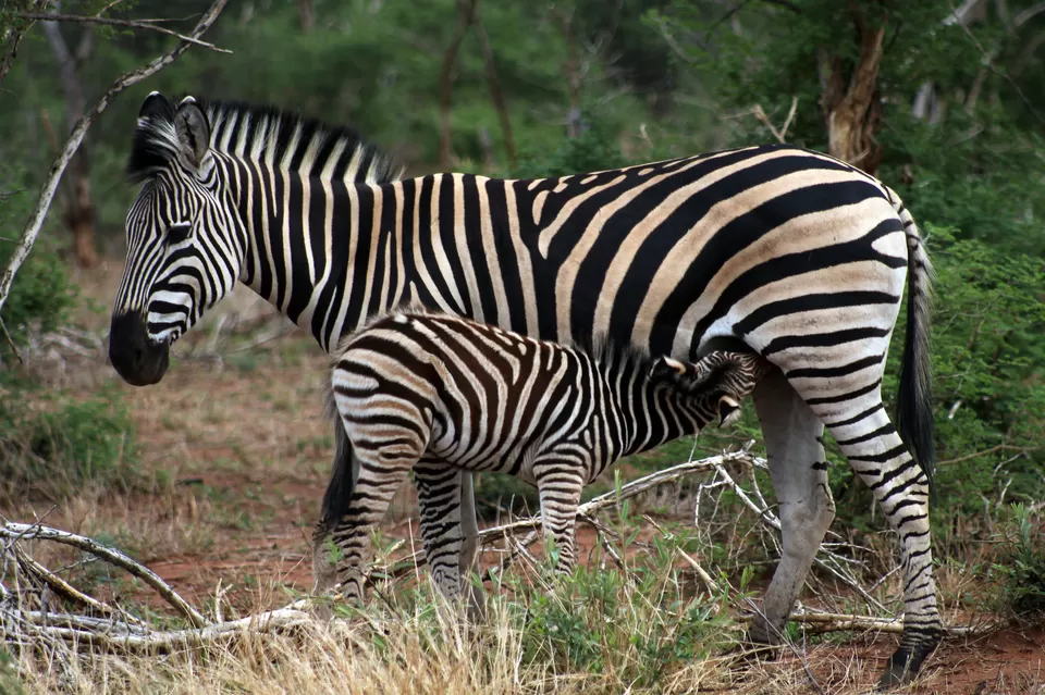 Photo of Madikwe, North West, South Africa by Sumedha Bharpilania