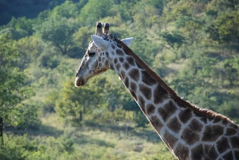 Photo of Pilanesberg National Park, North West, South Africa by Sumedha Bharpilania
