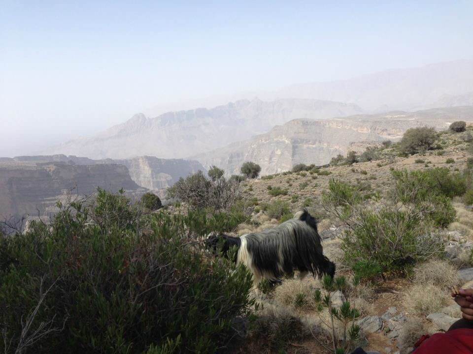 Photo of First tryst with Jabal Shams 4/5 by Gunjan Chaurasia