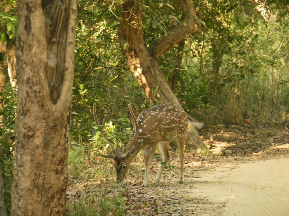 Photo of Jim Corbett National Park, Sona Nadi Range, Uttarakhand, India by Munira Thanwala