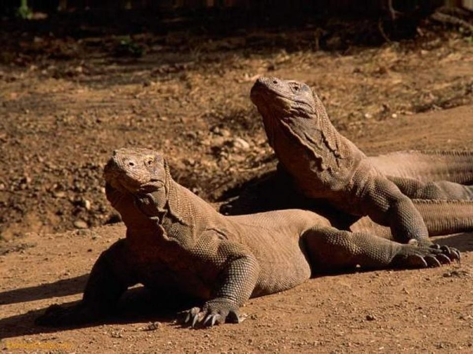 Photo of Travel Indonesia & Komodo National Park between Dragons by deepanshu garg