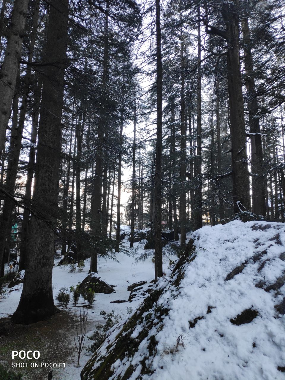 Photo of Hadimba Devi Temple, Old Manali, Manali, Himachal Pradesh, India by ayush raj