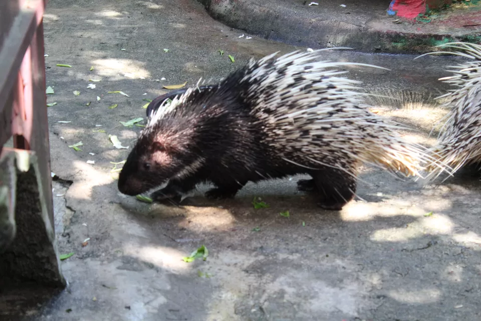 Photo of Langkawi Wildlife Park, Jalan Ayer Hangat, Kampung Belanga Pechah, Langkawi, Kedah, Malaysia by Swayam Subudhi- The desi v/blogger