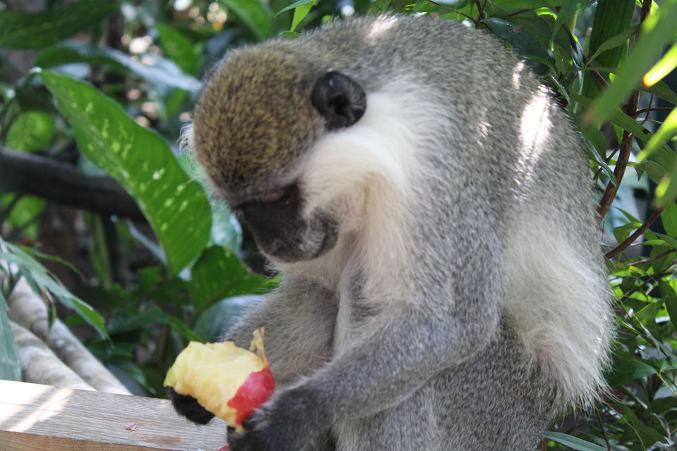 Photo of Langkawi Wildlife Park, Jalan Ayer Hangat, Kampung Belanga Pechah, Langkawi, Kedah, Malaysia by Swayam Subudhi- The desi v/blogger