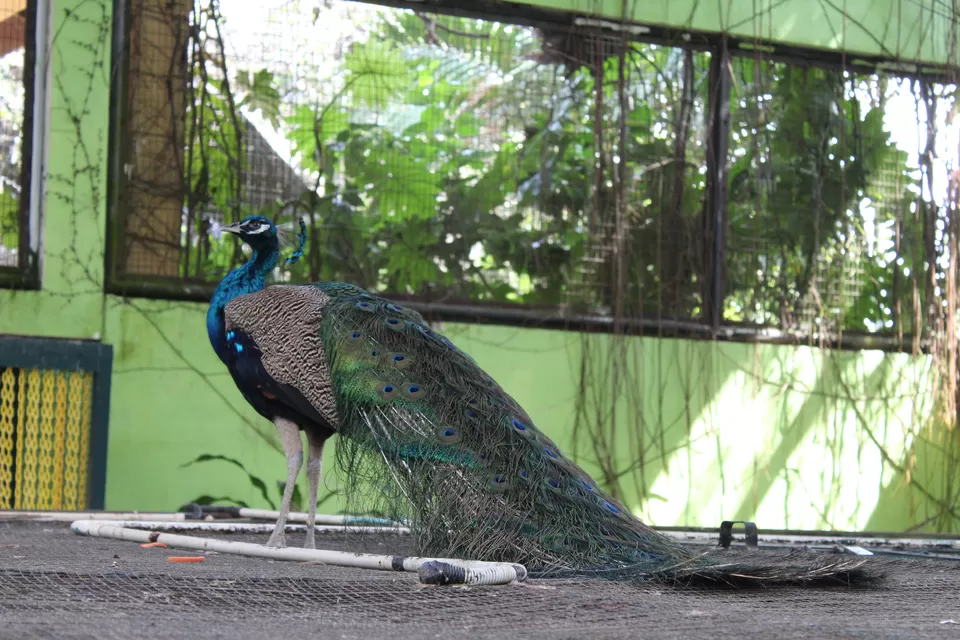 Photo of Langkawi Wildlife Park, Jalan Ayer Hangat, Kampung Belanga Pechah, Langkawi, Kedah, Malaysia by Swayam Subudhi- The desi v/blogger