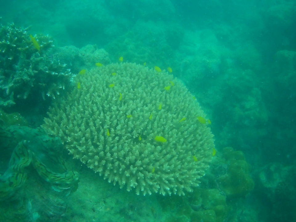 Photo of Scuba Diving experience in Havelock island by Parthiban Muthukrishnan