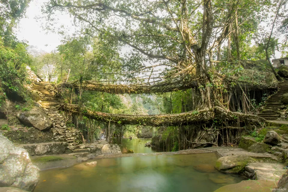 Photo of Double Decker Living Root Bridge, Cherrapunji, Meghalaya, India by Sabyasachi Sanyal