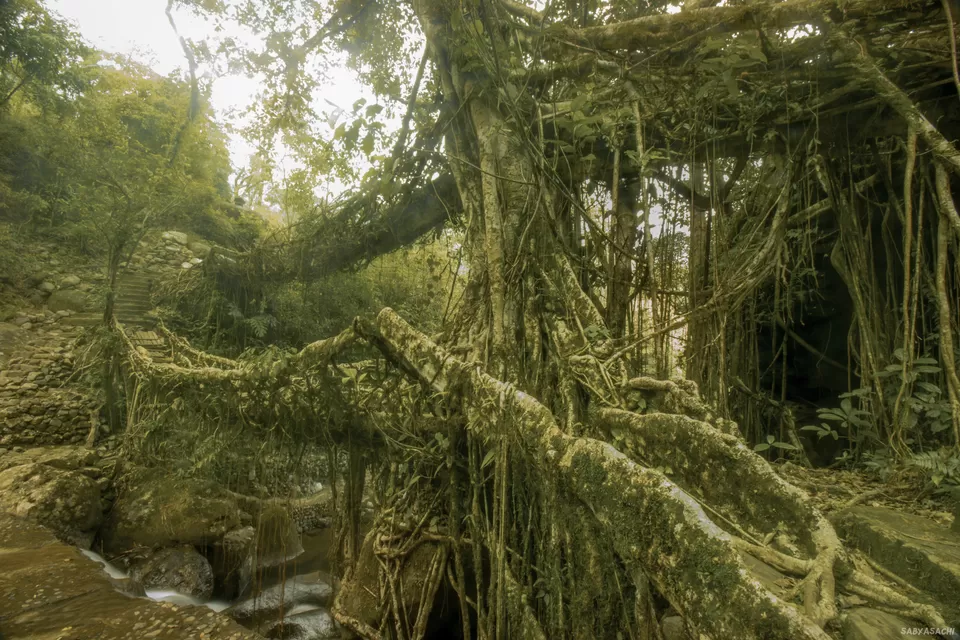 Photo of Double Root Bridge, Nongriat, Meghalaya, India by Sabyasachi Sanyal