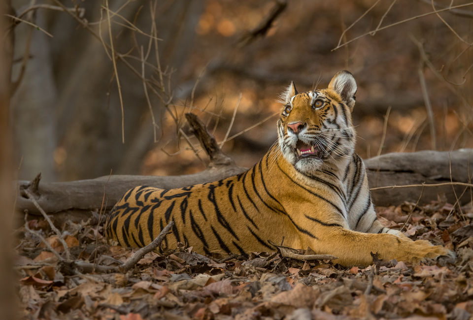 Photo of Pench National Park by Sabyasachi Sanyal