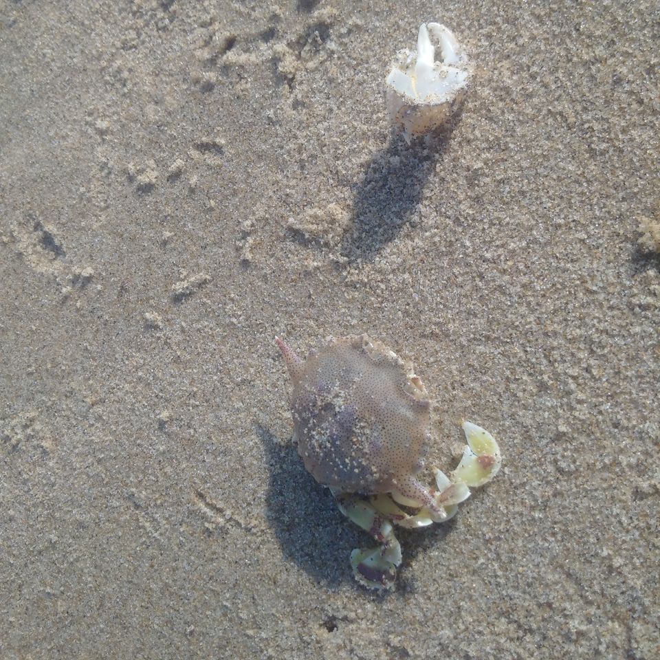 Photo of Pullivasal Island, Tamil Nadu by RSHANKA