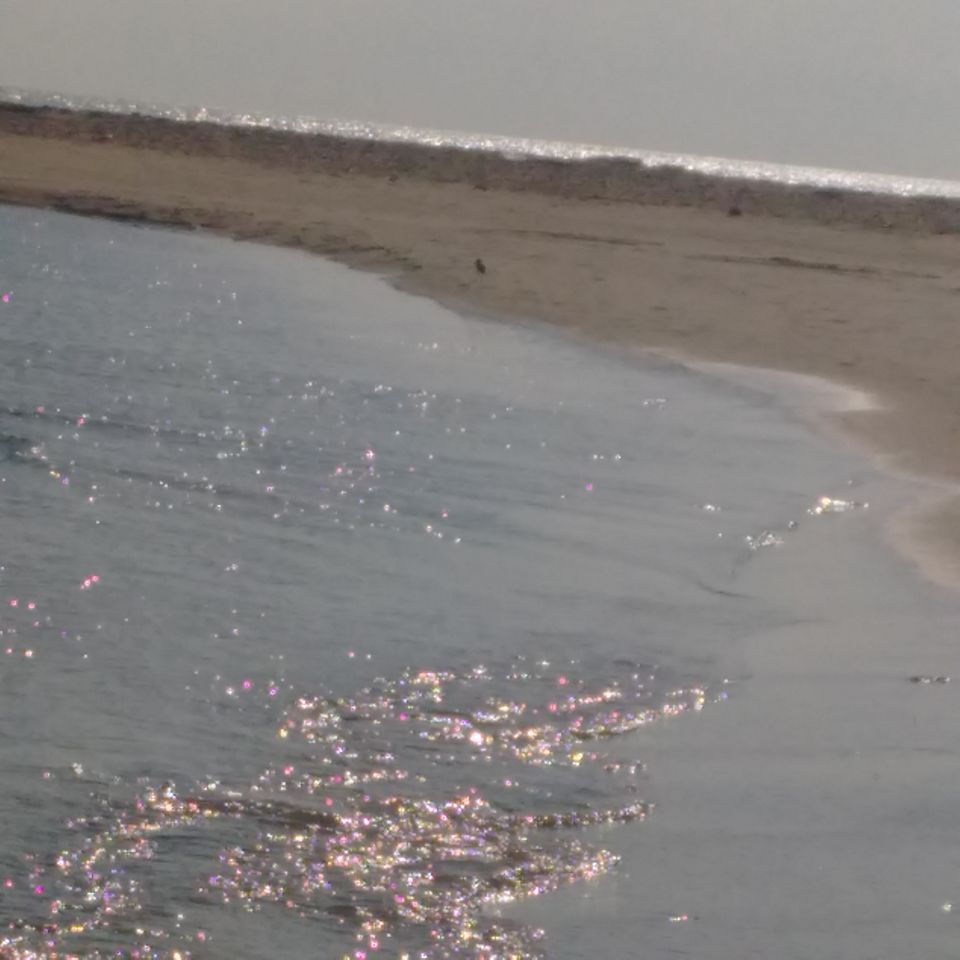 Photo of Gulf of Mannar- Rameshwaram Belt by RSHANKA
