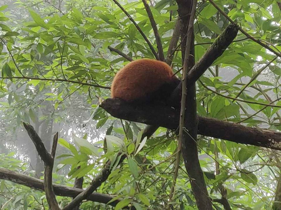Photo of Monsoon and Me: an impromptu trip to Darjeeling and Gangtok by The tales to tell
