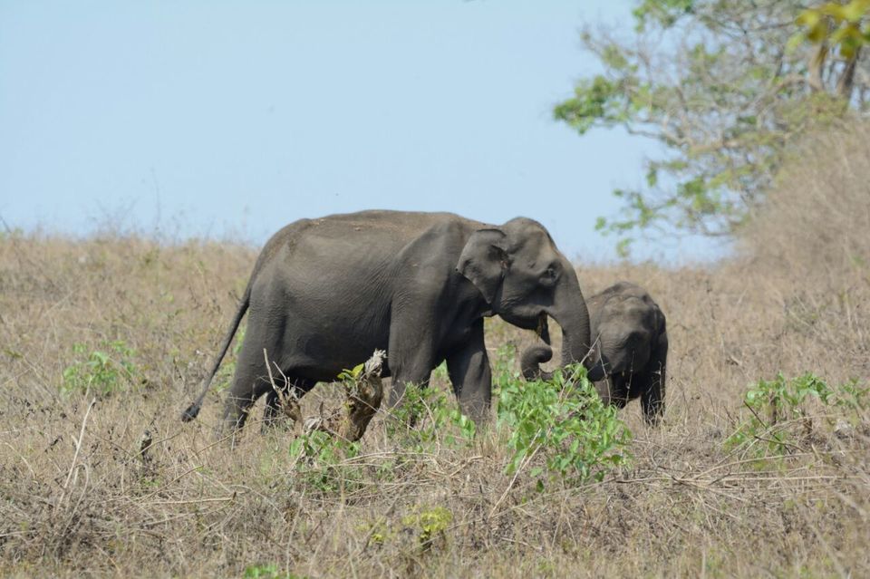 Photo of Bandipur National Park, Bandipur Tiger Reserve, Bandipur, Gundlupet, Chamarajanagar, Karnataka 571126, India by Soumya Kandi