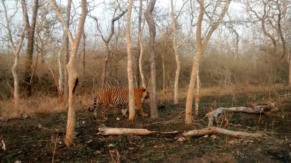 Photo of Tiger Trails in Bandipur 1/9 by Soumya Kandi