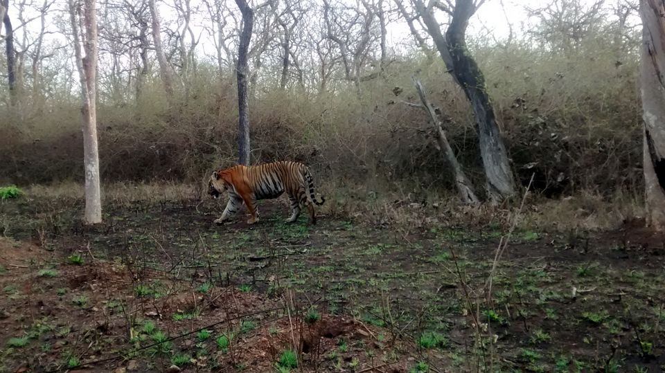 Photo of Tiger Trails in Bandipur 2/9 by Soumya Kandi