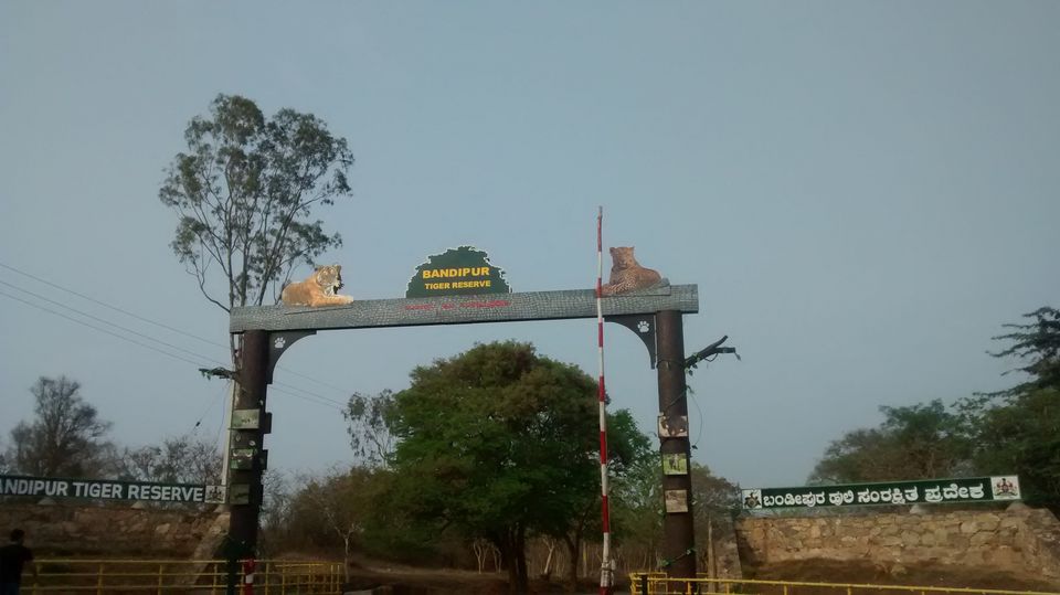 Photo of Tiger Trails in Bandipur 3/9 by Soumya Kandi