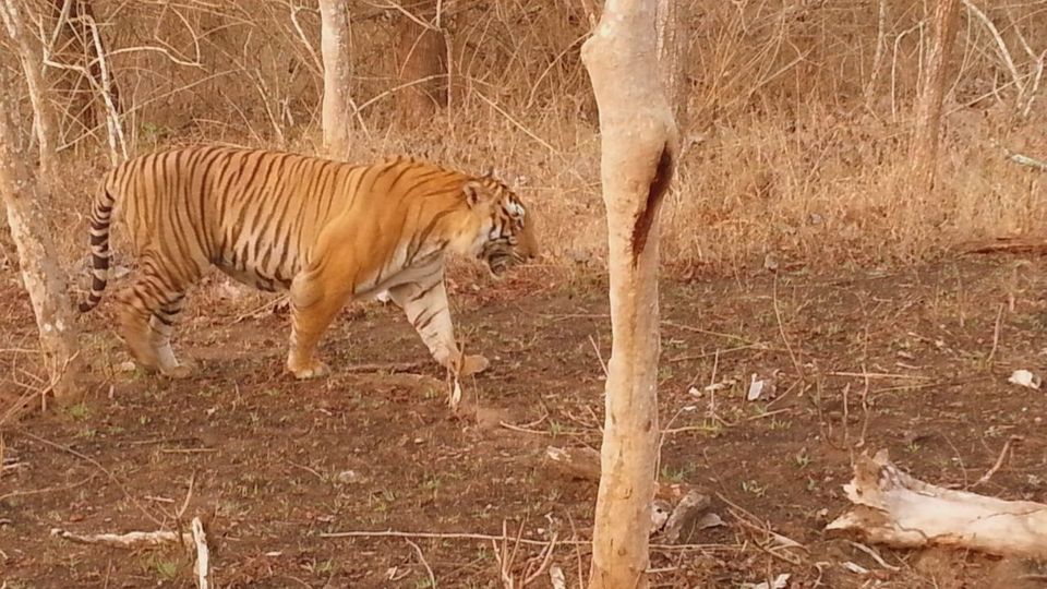 Photo of Tiger Trails in Bandipur 4/9 by Soumya Kandi