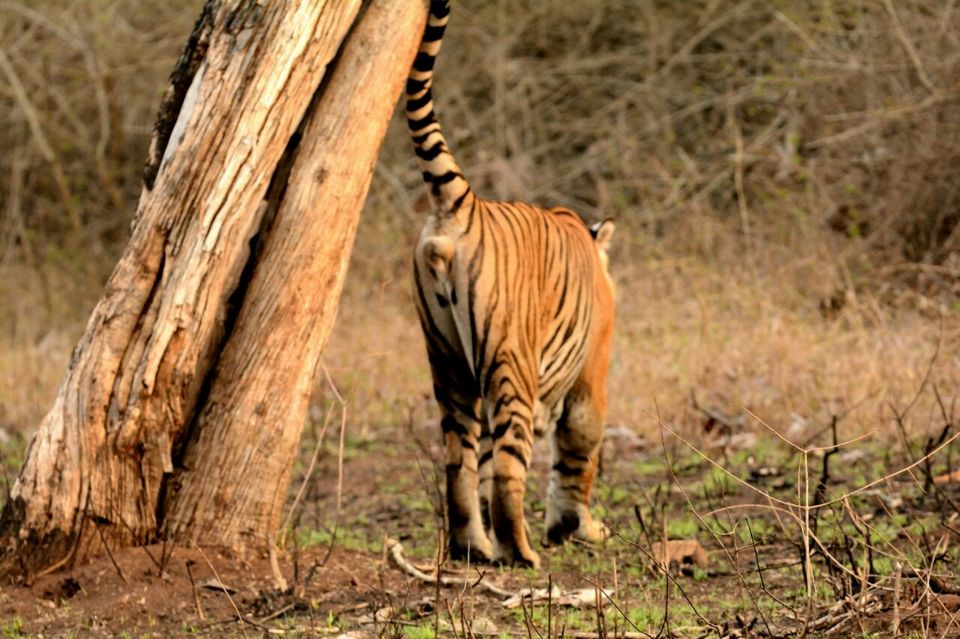 Photo of Tiger Trails in Bandipur 5/9 by Soumya Kandi