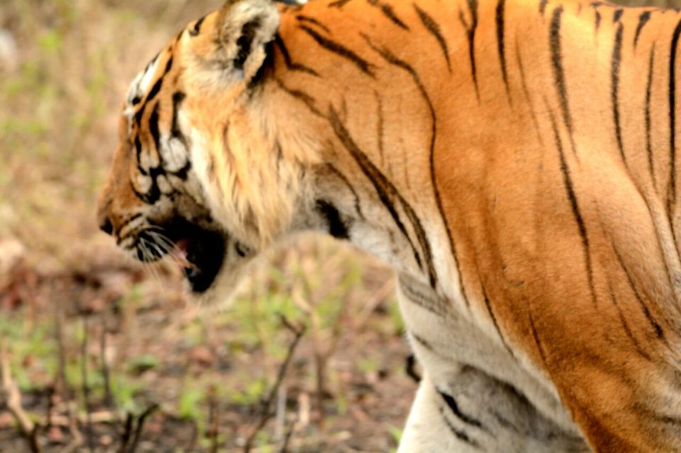 Photo of Tiger Trails in Bandipur 6/9 by Soumya Kandi