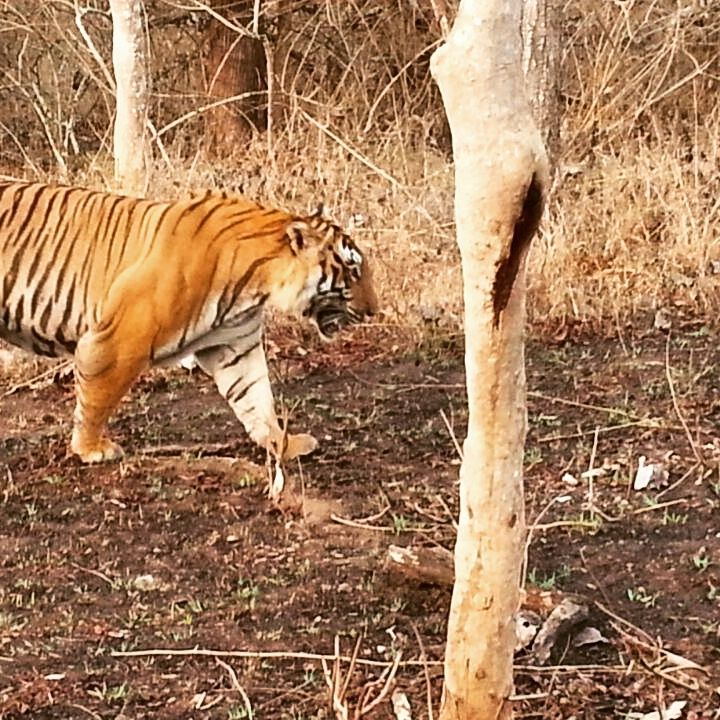 Photo of Tiger Trails in Bandipur 8/9 by Soumya Kandi