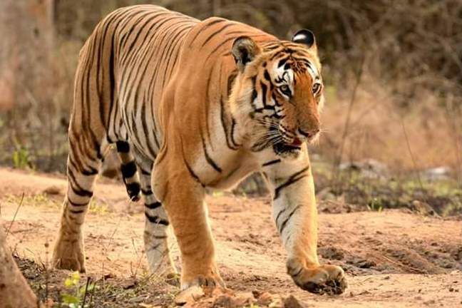 Photo of Tiger Trails in Bandipur 9/9 by Soumya Kandi