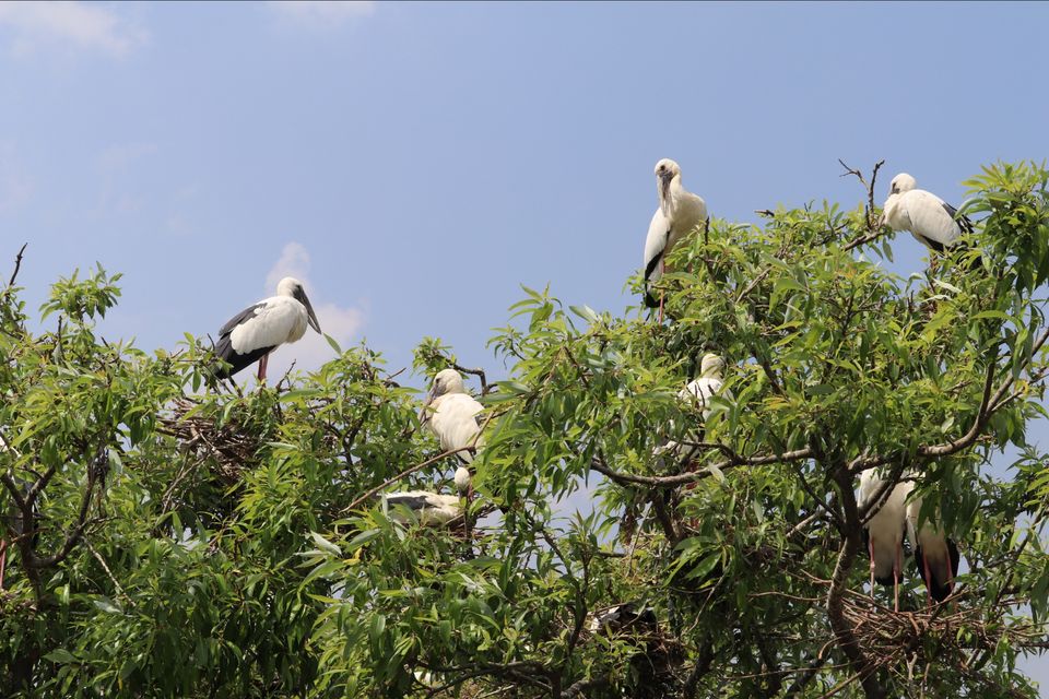 Photo of Ranganathittu Bird Sanctuary by Soumita Das