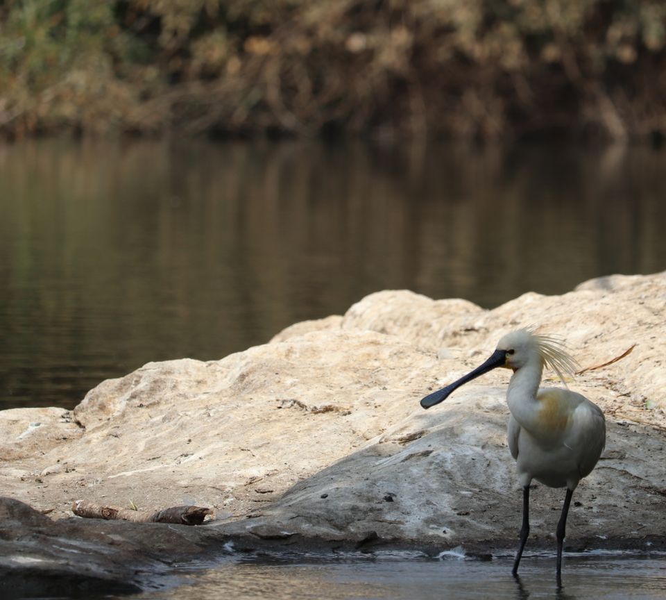 Photo of Ranganathittu Bird Sanctuary by Soumita Das