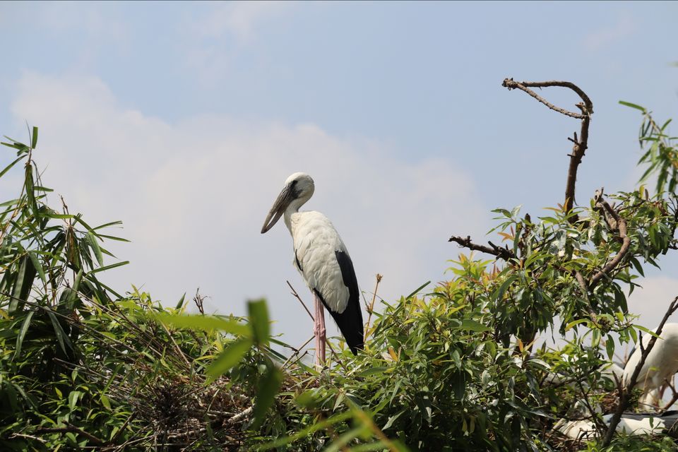 Photo of Ranganathittu Bird Sanctuary by Soumita Das