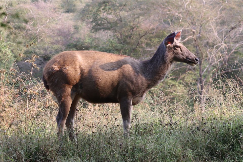 Photo of Ranthambore National Park by Soumita Das