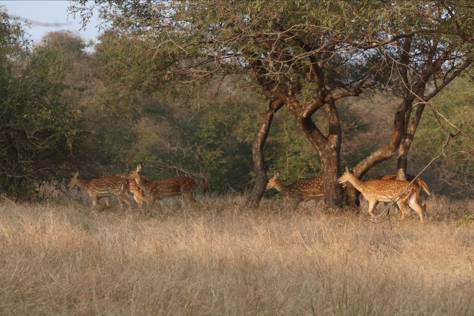 Photo of Ranthambore National Park by Soumita Das