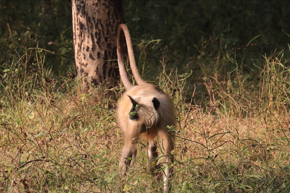 Photo of Ranthambore National Park by Soumita Das