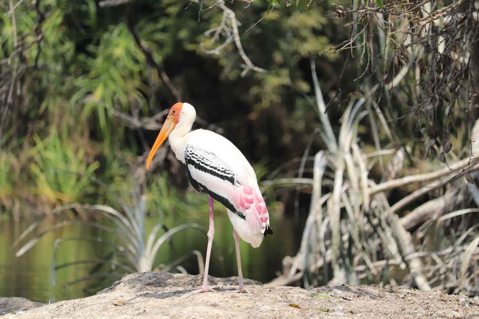 Photo of This Bird Sanctuary near Mysore Is a Must Visit for Everyone by Soumita Das