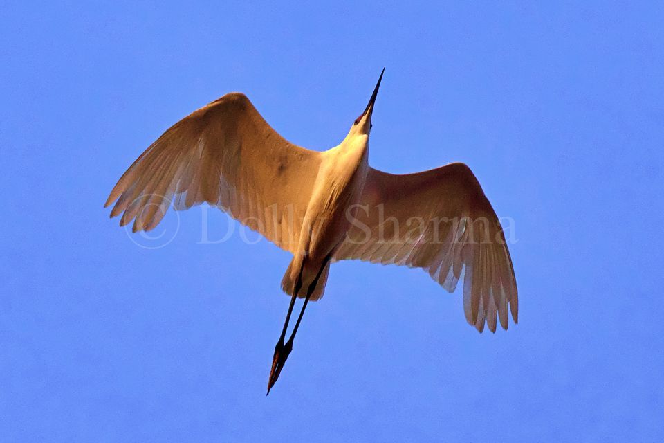 Photo of Kokkare Bellur Bird Sanctuary near Bengaluru 1/10 by Dolly