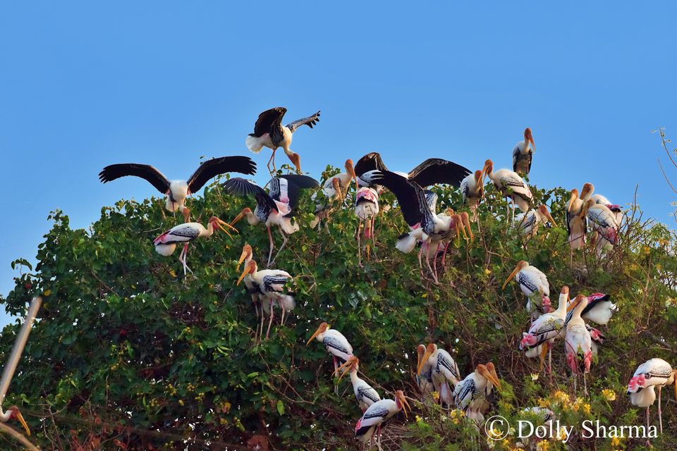 Photo of Kokkare Bellur Bird Sanctuary near Bengaluru 7/10 by Dolly