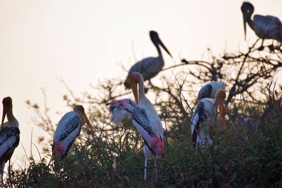 Photo of Kokkare Bellur Bird Sanctuary near Bengaluru by Dolly