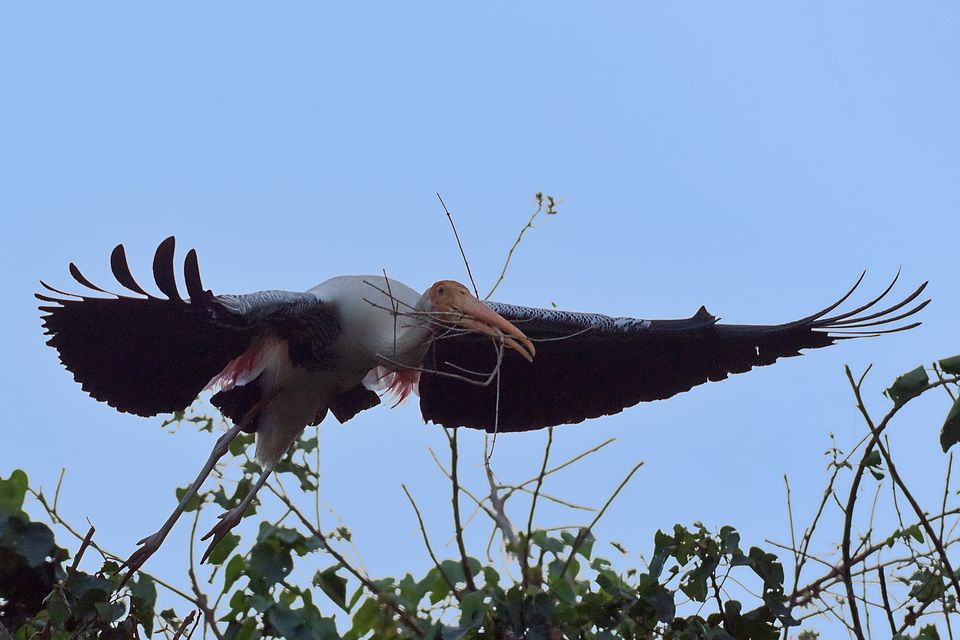 Photo of Kokkare Bellur Bird Sanctuary near Bengaluru 4/10 by Dolly