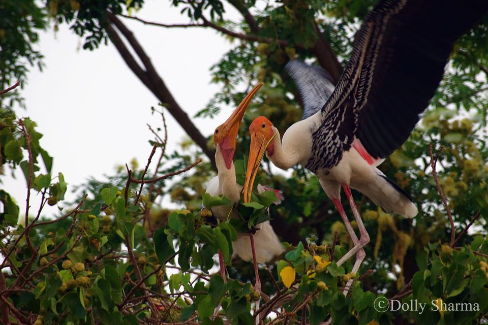 Photo of Kokkare Bellur Bird Sanctuary near Bengaluru 5/10 by Dolly