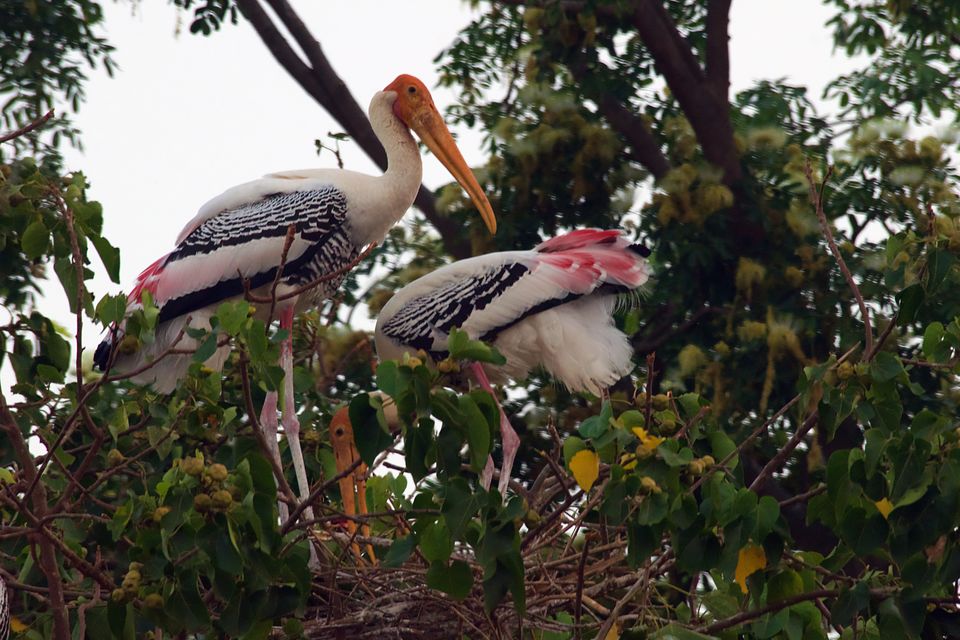 Photo of Kokkare Bellur Bird Sanctuary near Bengaluru 6/10 by Dolly