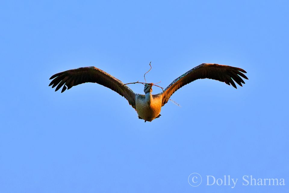 Photo of Kokkare Bellur Bird Sanctuary near Bengaluru 2/10 by Dolly